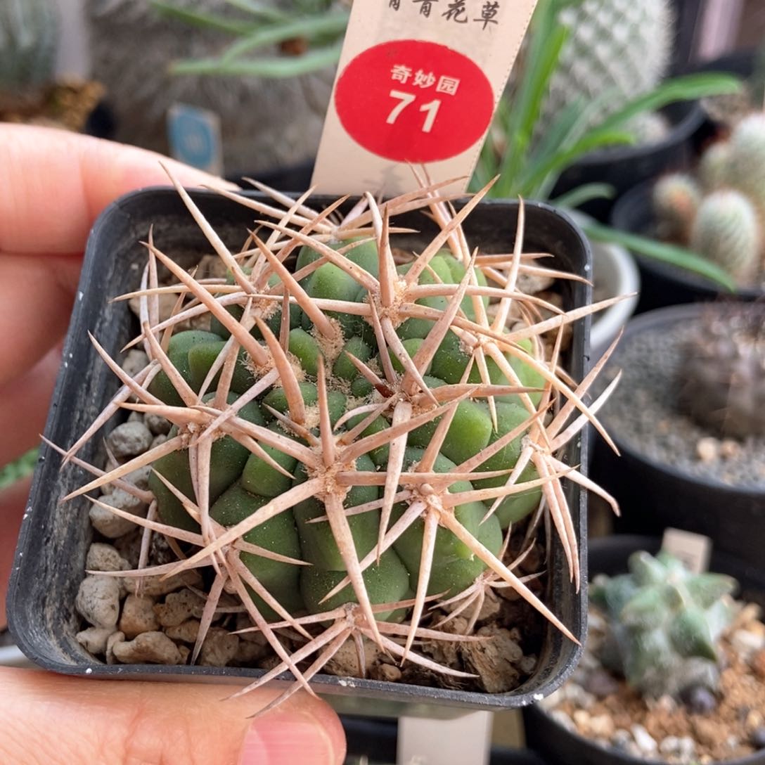 实生狂刺碧岩玉5.2cm