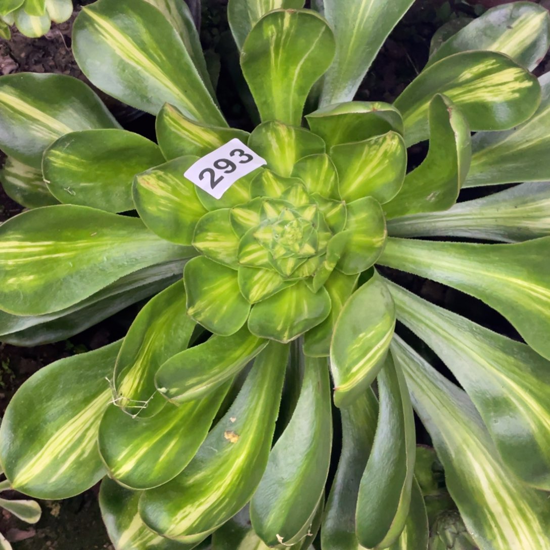 293号燕姿中班级宽锦