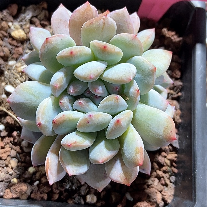 多肉植物598多肉