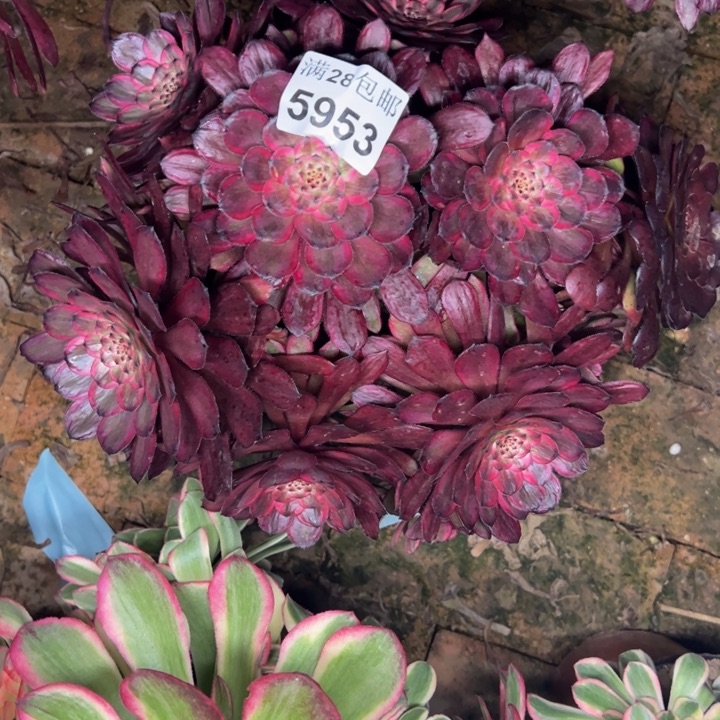 5953紫霞多肉植物