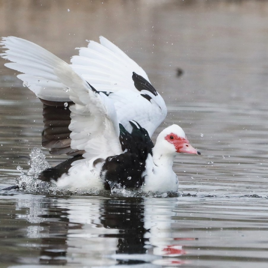 香醇雁农家散养鲜活现发冷链包邮肉质细腻口感醇厚鲜美人工养殖