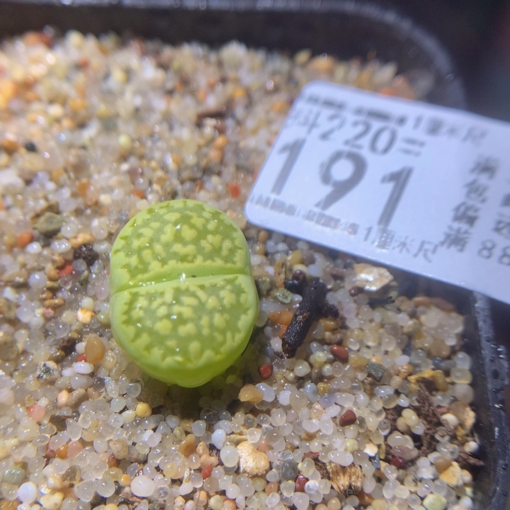 精品生石花220.191