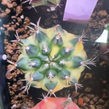 95-0225泰国发货多肉