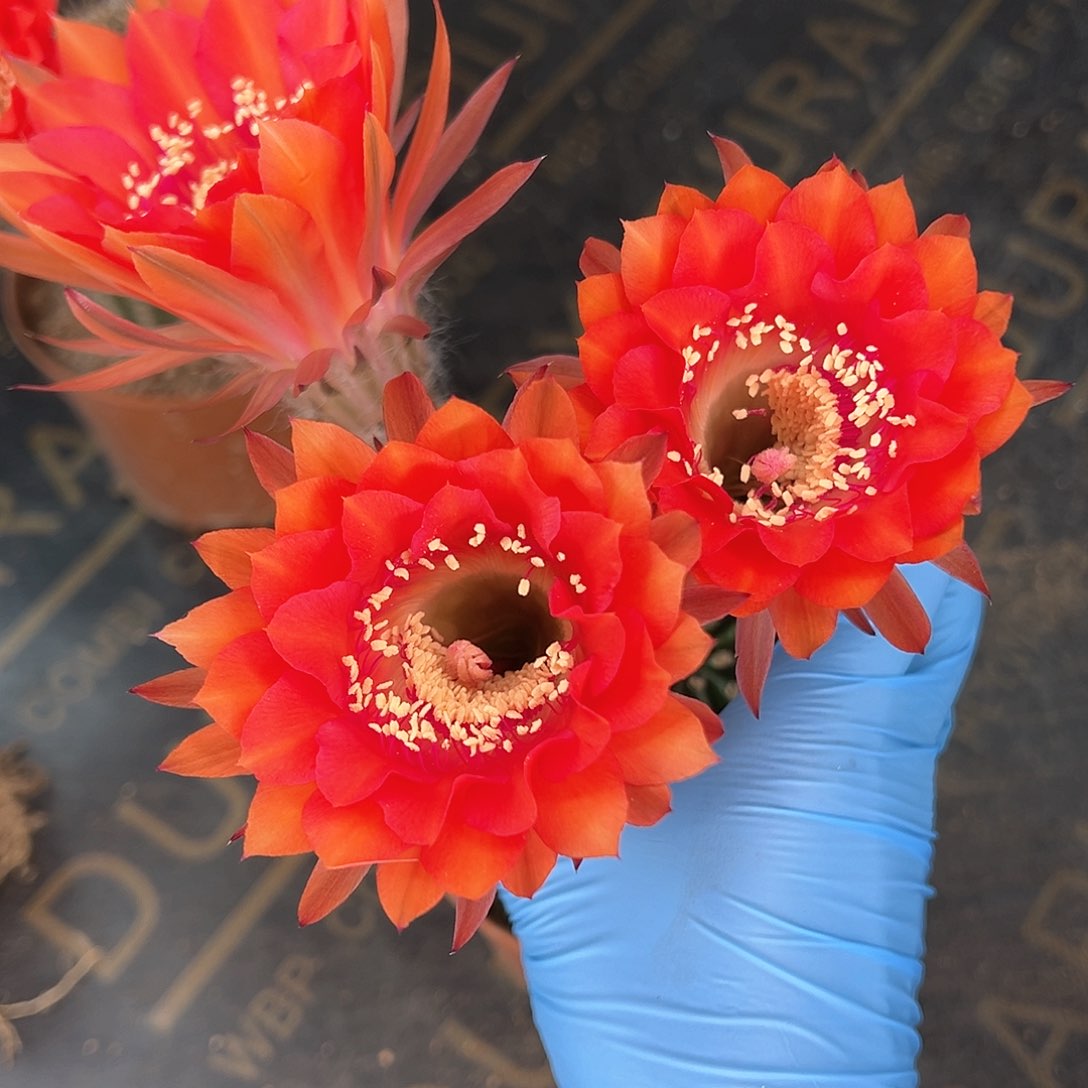 实生大花彩草球球