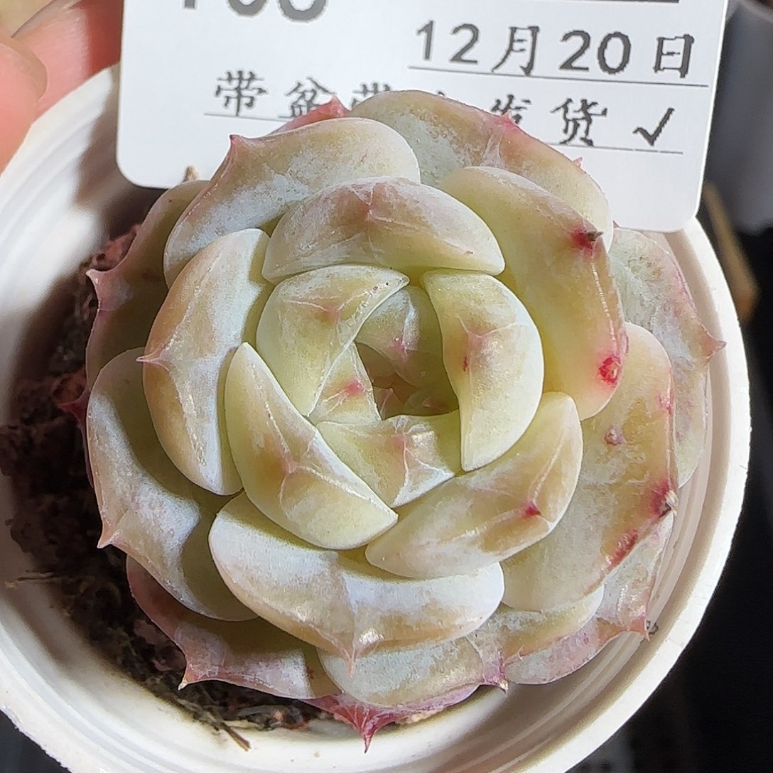 多肉1220-105福利福利