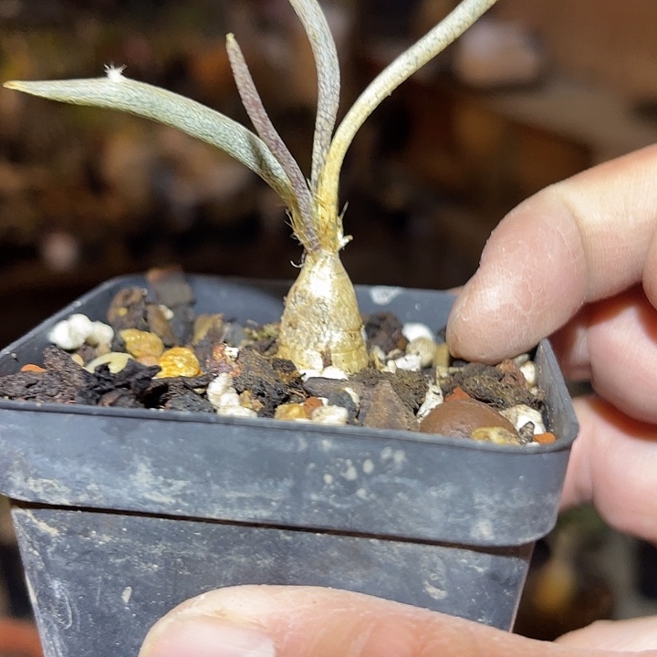 满38包邮2天凑单，脱土晾根发货多肉植物实生美杜莎