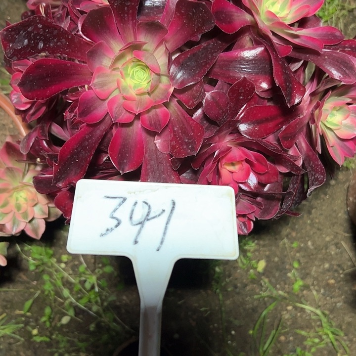 多肉植物美杜莎法师