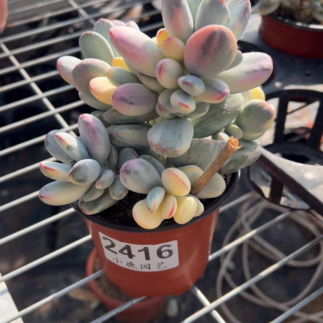 多肉乒乓福娘锦2416号