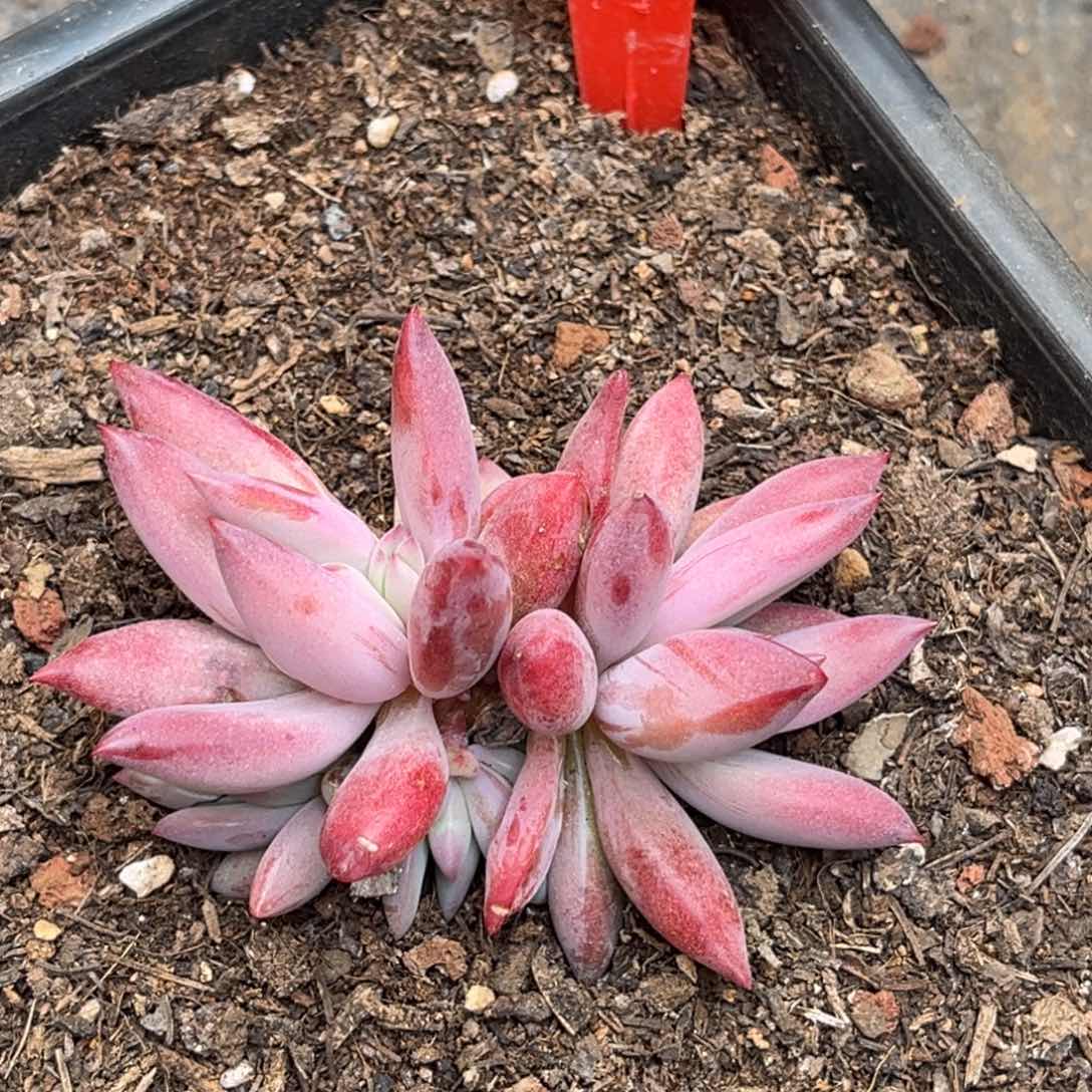 2425号上午多肉植物群生多肉