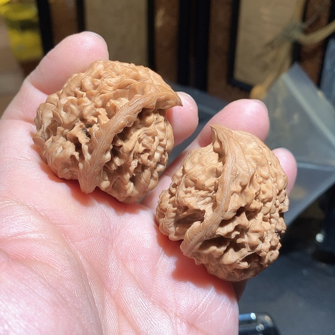 文玩核桃把件45王勇蛇头全品