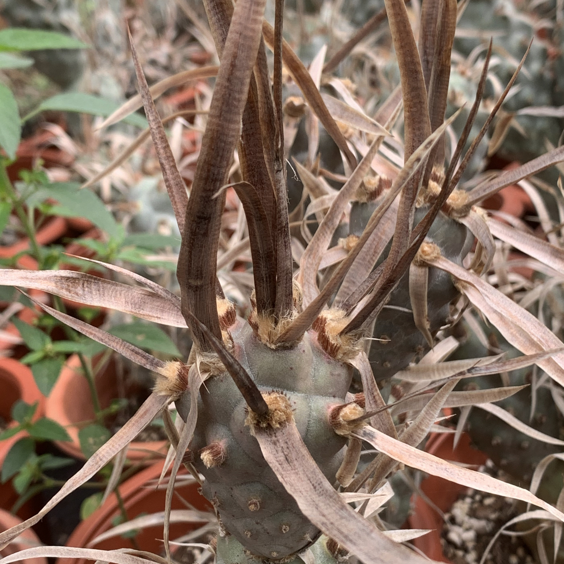 仙人掌武藏野纸刺白刺大型巨型仙人球稀有多肉植物庭院易美观度夏