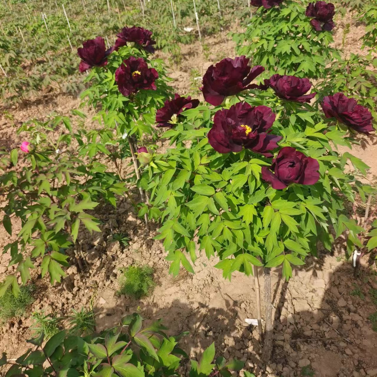 菏泽正宗观赏牡丹花卉树苗室内外南北方好养盆栽黑色系赛墨莲