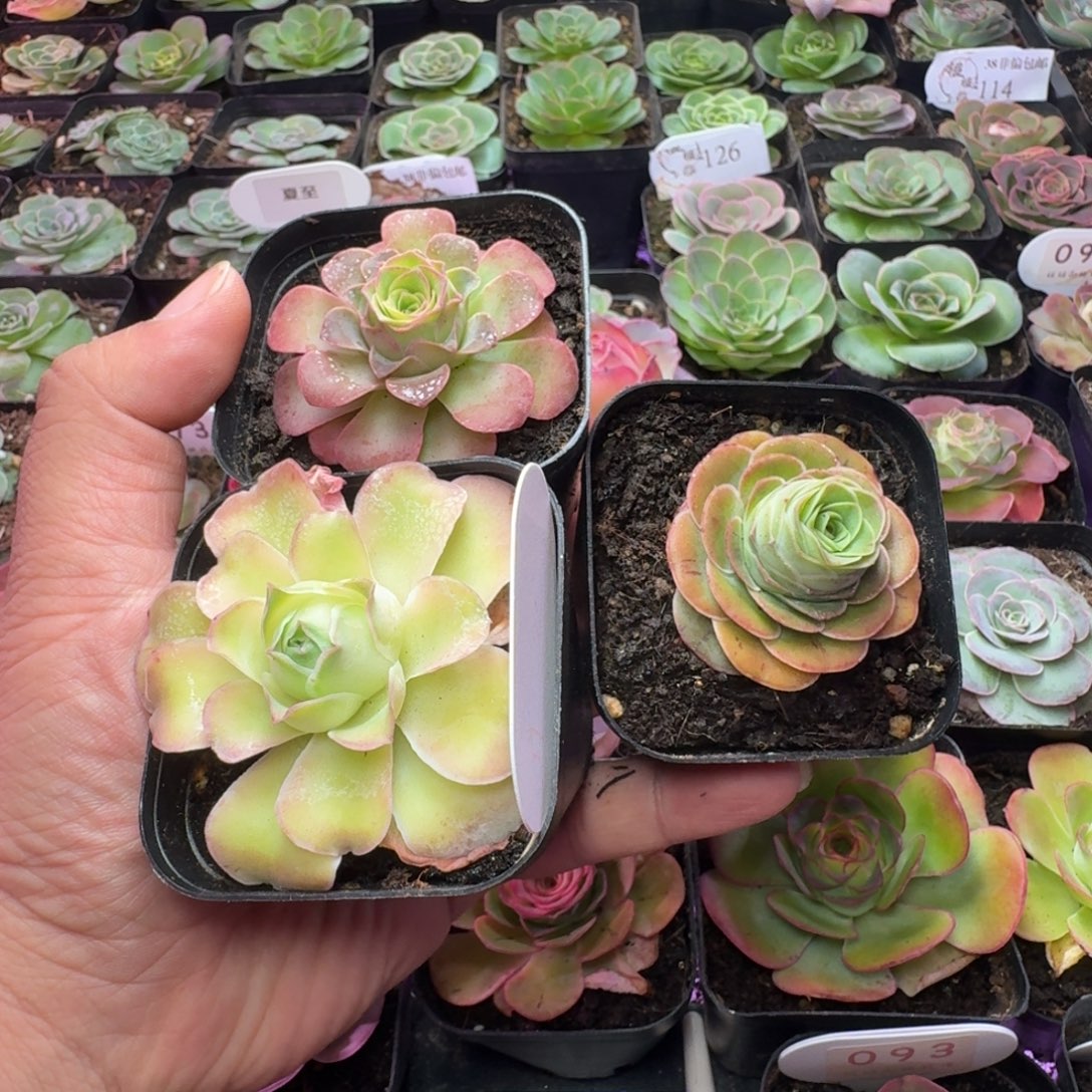 青***柠楹楹-23-冠幅  3cm