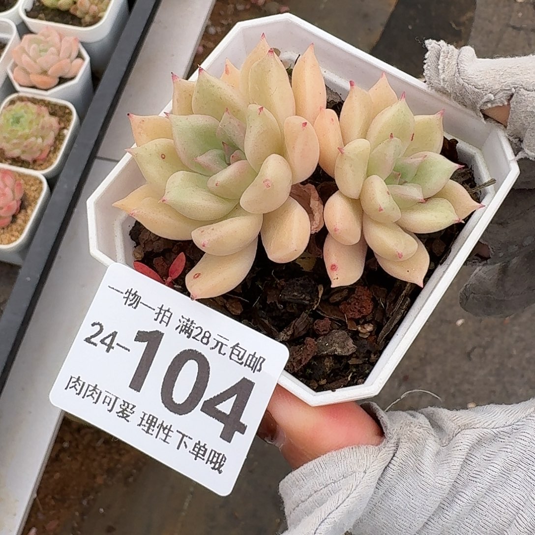 黄金璀璨无盆发货多肉无盆土发货