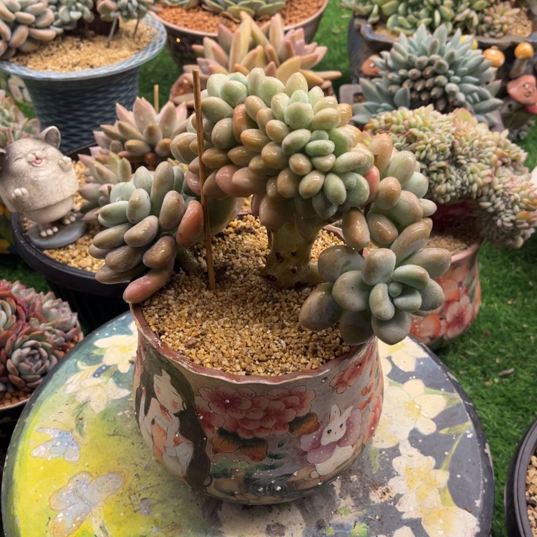 君**?君君脱土发货。。。