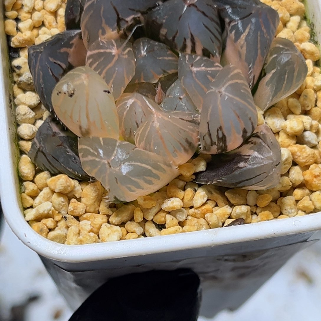 恭喜发财大吉大利1057