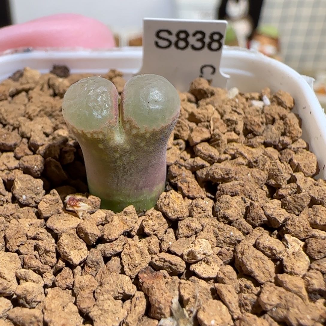 肉锥多肉植物组合-黑眼豆豆1183