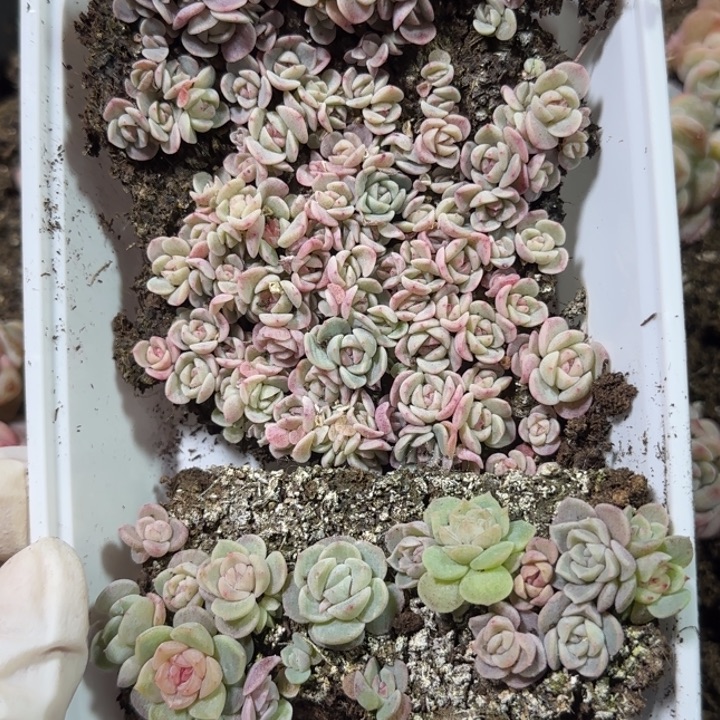 68号王者系列多肉一盒