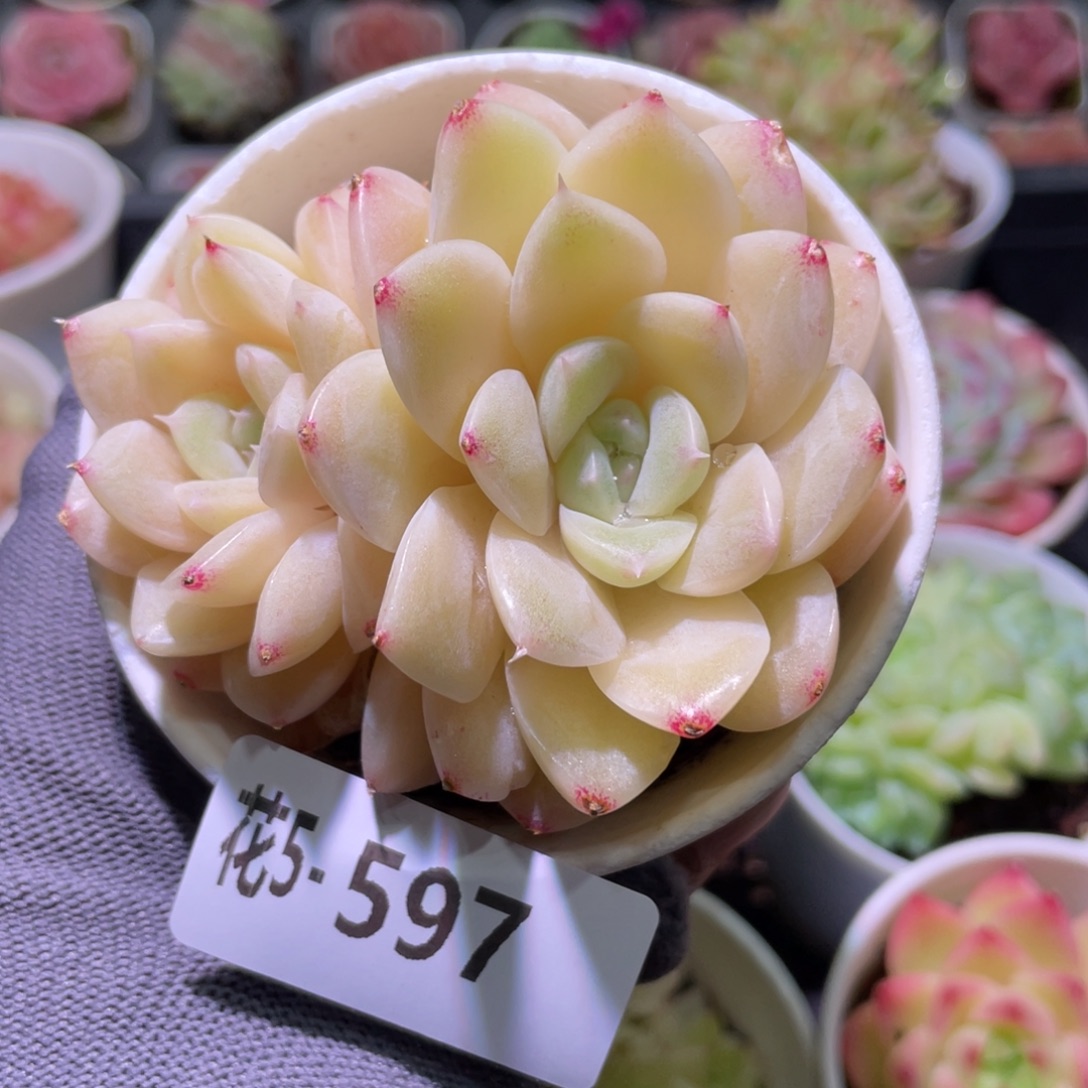 花利美5-597白冰雪