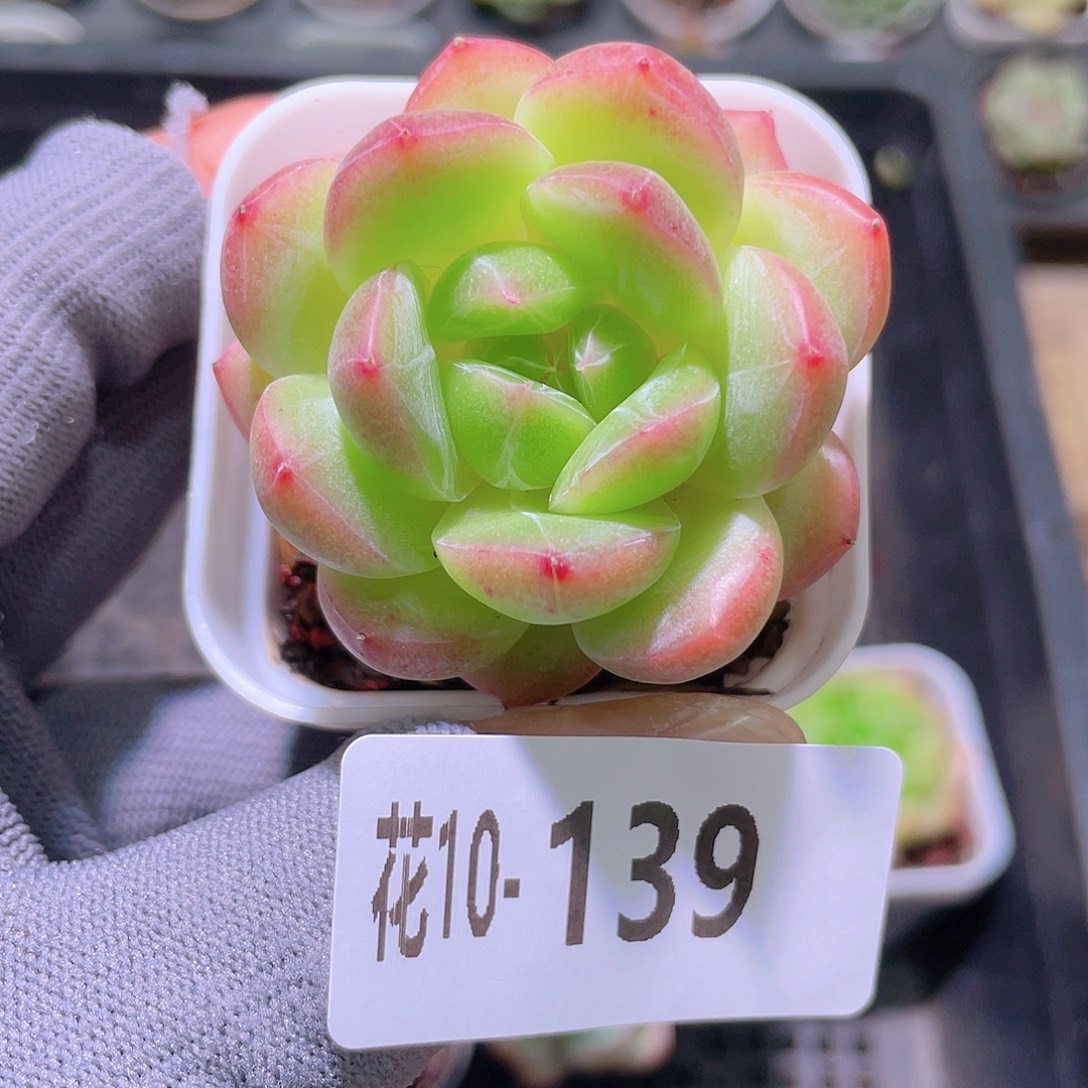 花利美10-139新品