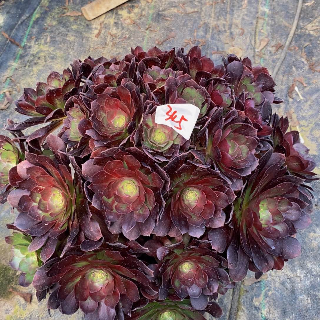 345号赤焰莲法师多肉