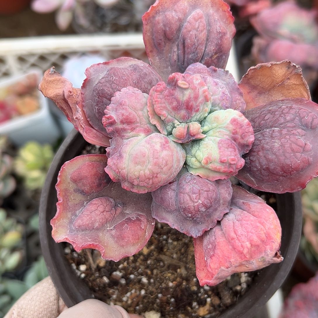 多肉植物多肉植物