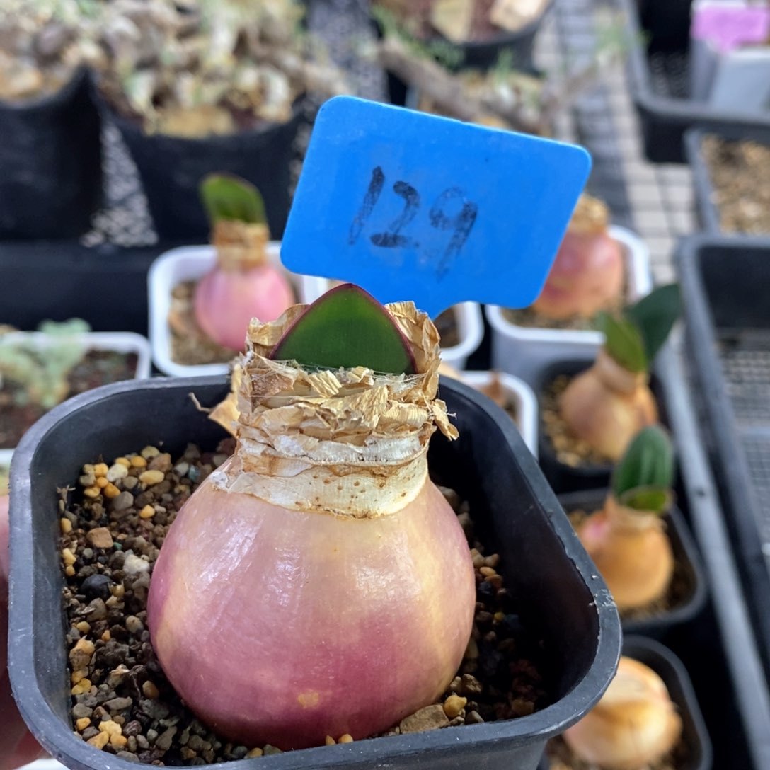 灯台百合多肉植物