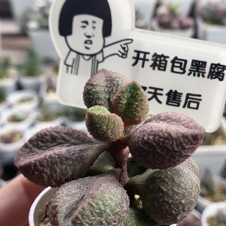 水蜜桃——专拍专拍
