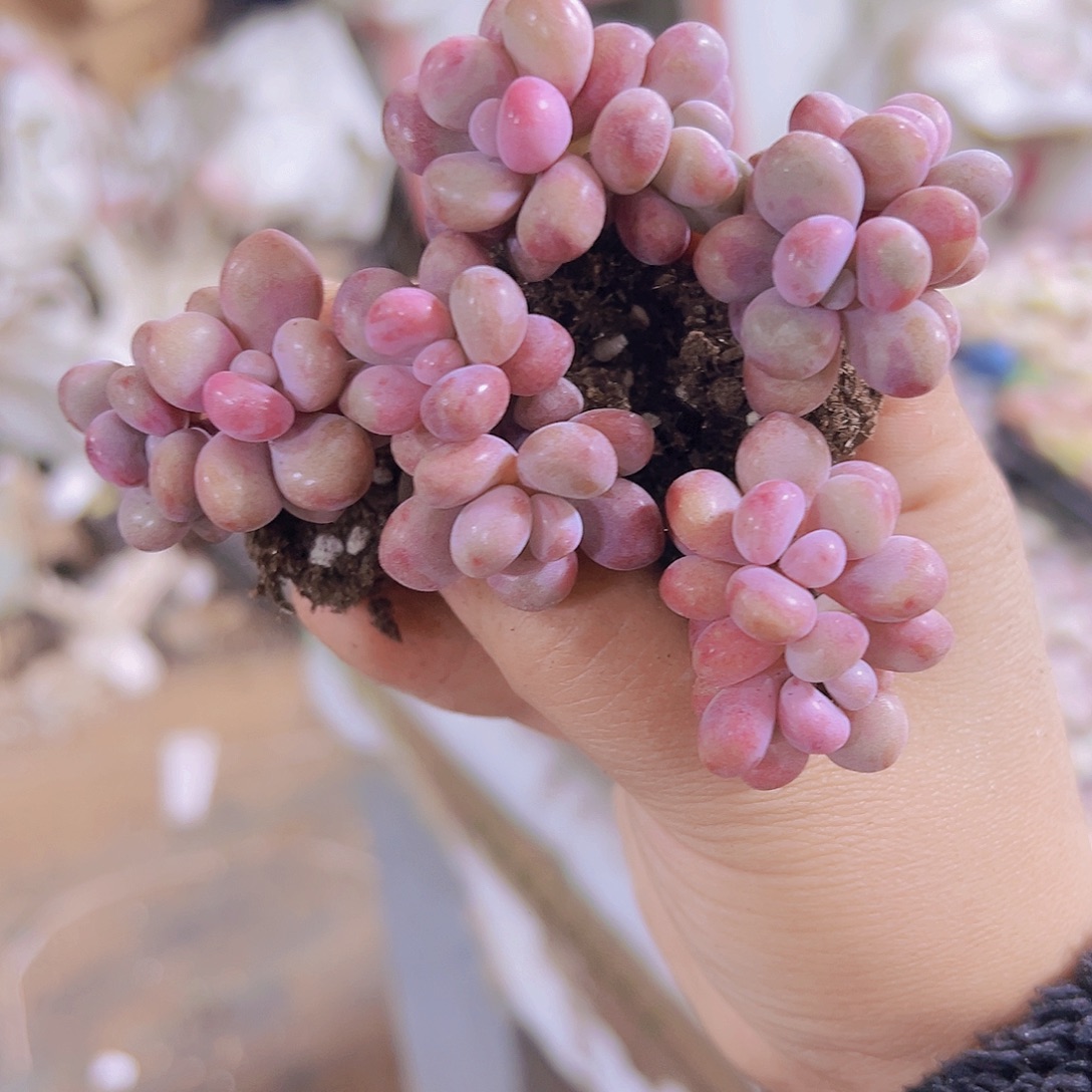 双头糖果糖蛋5个19包邮