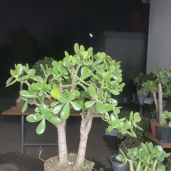 二***杰黄金花月一物一拍