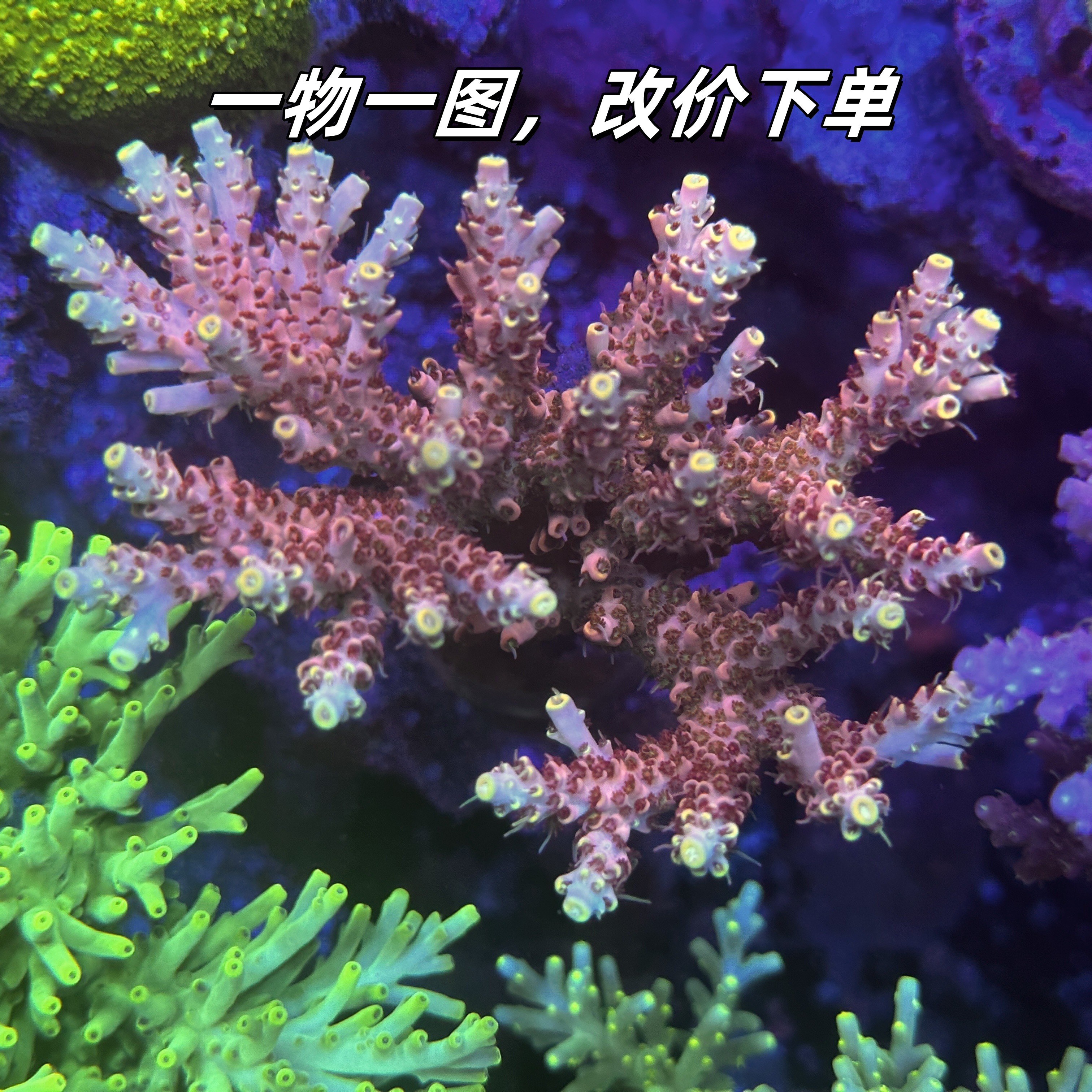 硬骨珊瑚人工定养断枝母体包底老货鱼鳞吞牛鹿角汽水