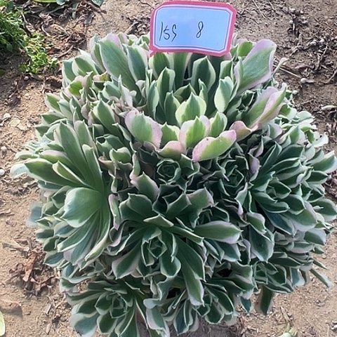 多肉植物雨花石159