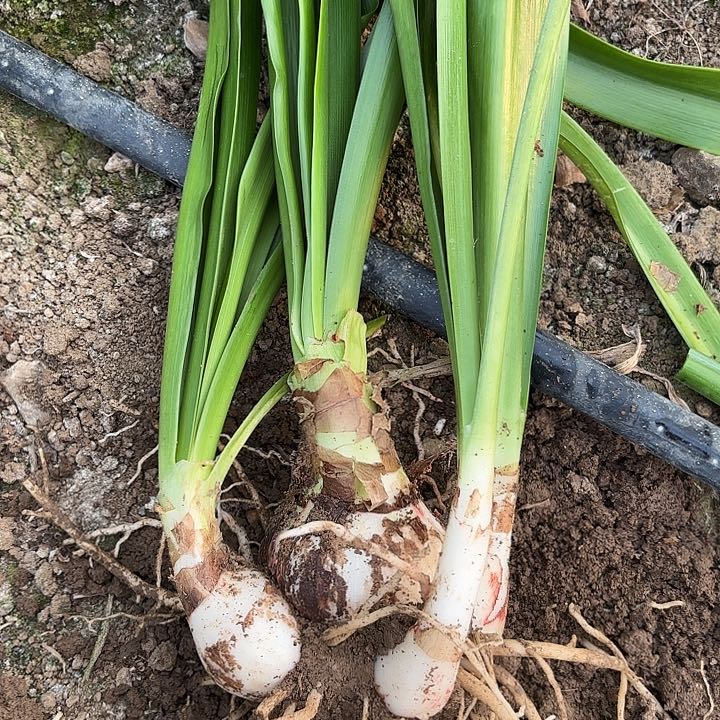 好****8糖果戴斯有标七带侧6969