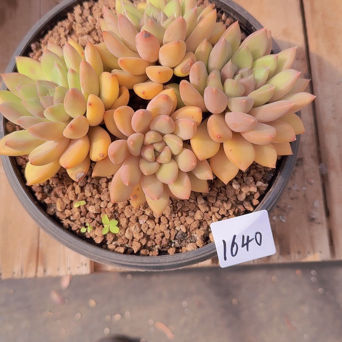 左***岸1640象牙多肉植物