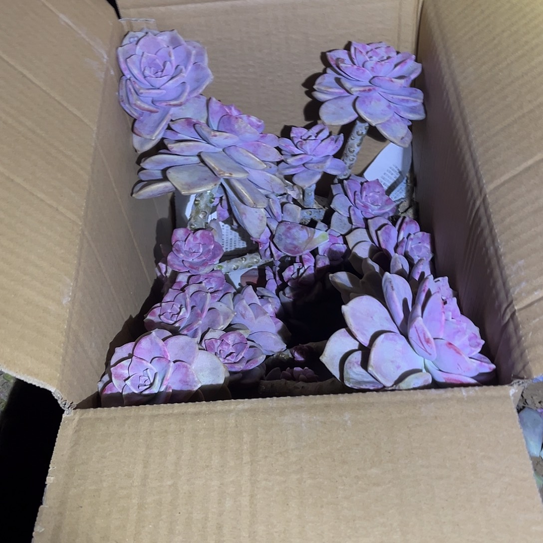 用***456号紫乐断枝断头不售后