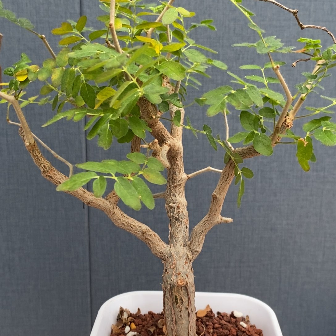 杀***重滔天橄榄实生带盆