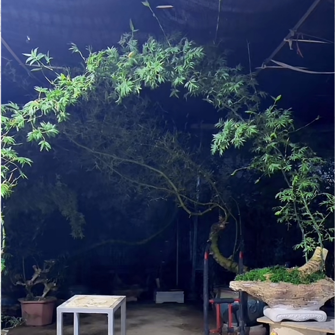 小叶勒竹盆景带盆种好