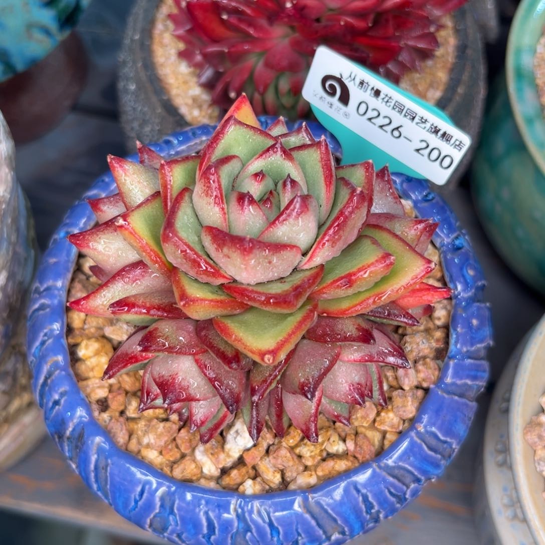 多肉一物一拍0226/200