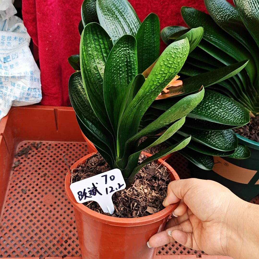 完全开放君子兰精品两年