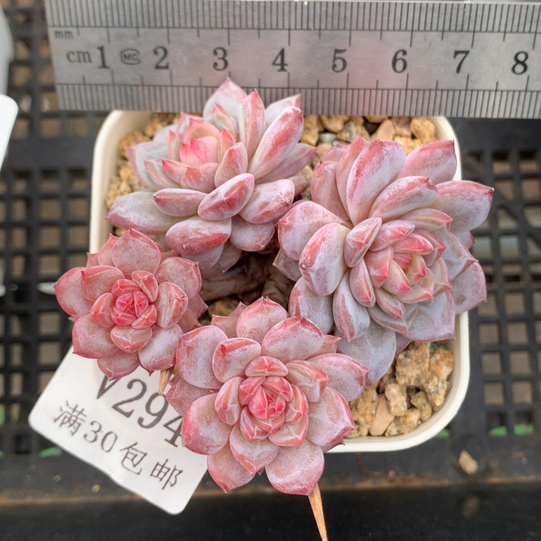 294。四头玉芙蓉老桩。