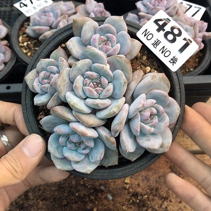 星影石榴籽福利出咯 481