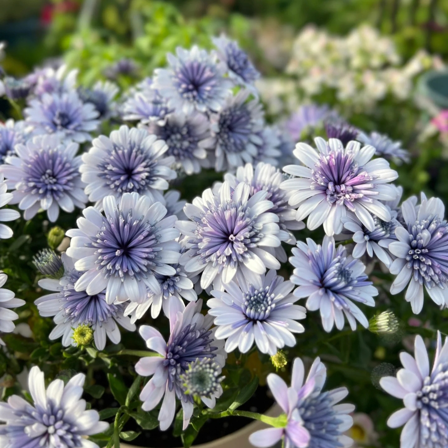 蓝目菊花 南非万寿菊 花苗 花期长植物 易爆盆花卉 阳台 庭院花 