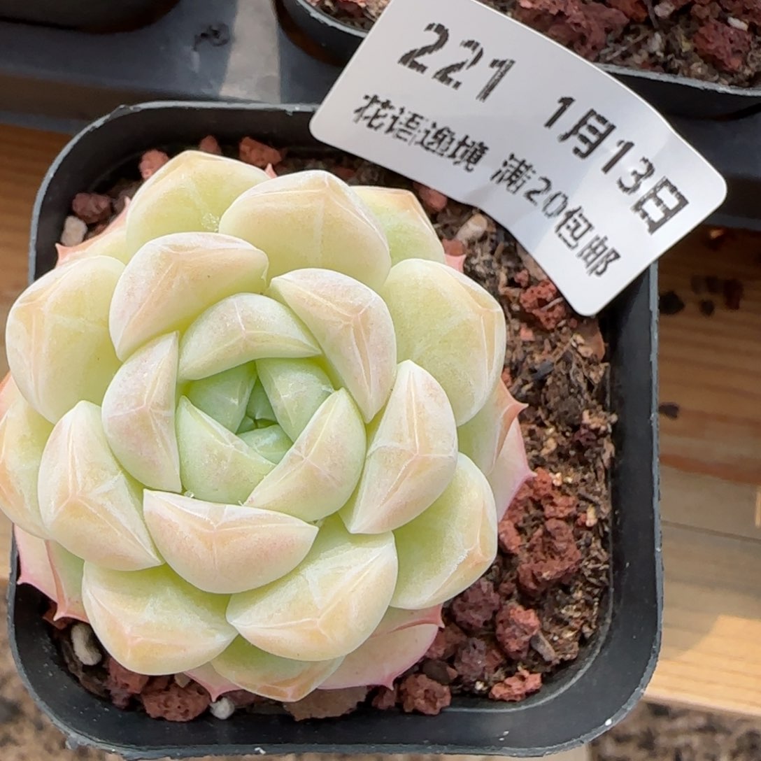 花语逸镜0113-221