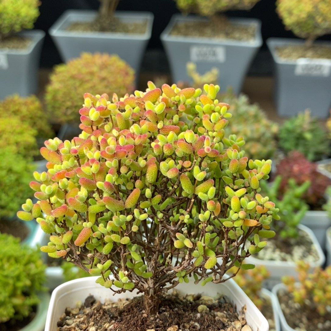 0371蜜橘糖球 。         