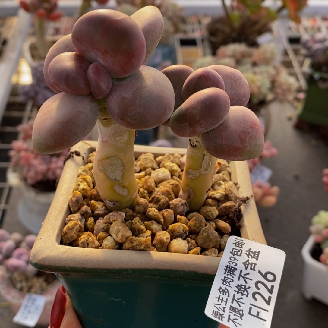 芒果奶酪金蟾Kk奶226/7c m