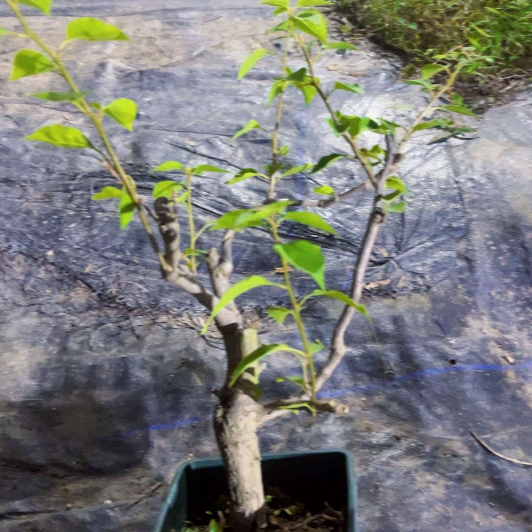 无花朵二*绿茵差价