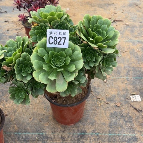 827绿羊绒不包断枝