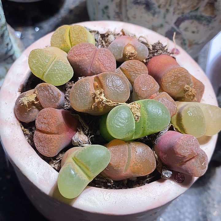 十颗单头彩风铃。    