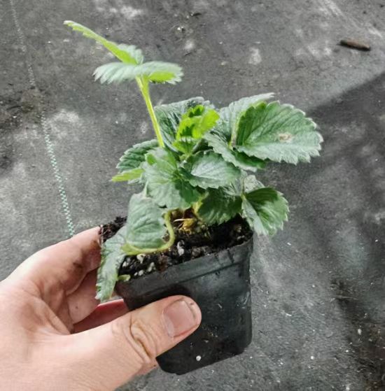 草莓盆栽1盆（7方黑杯）
