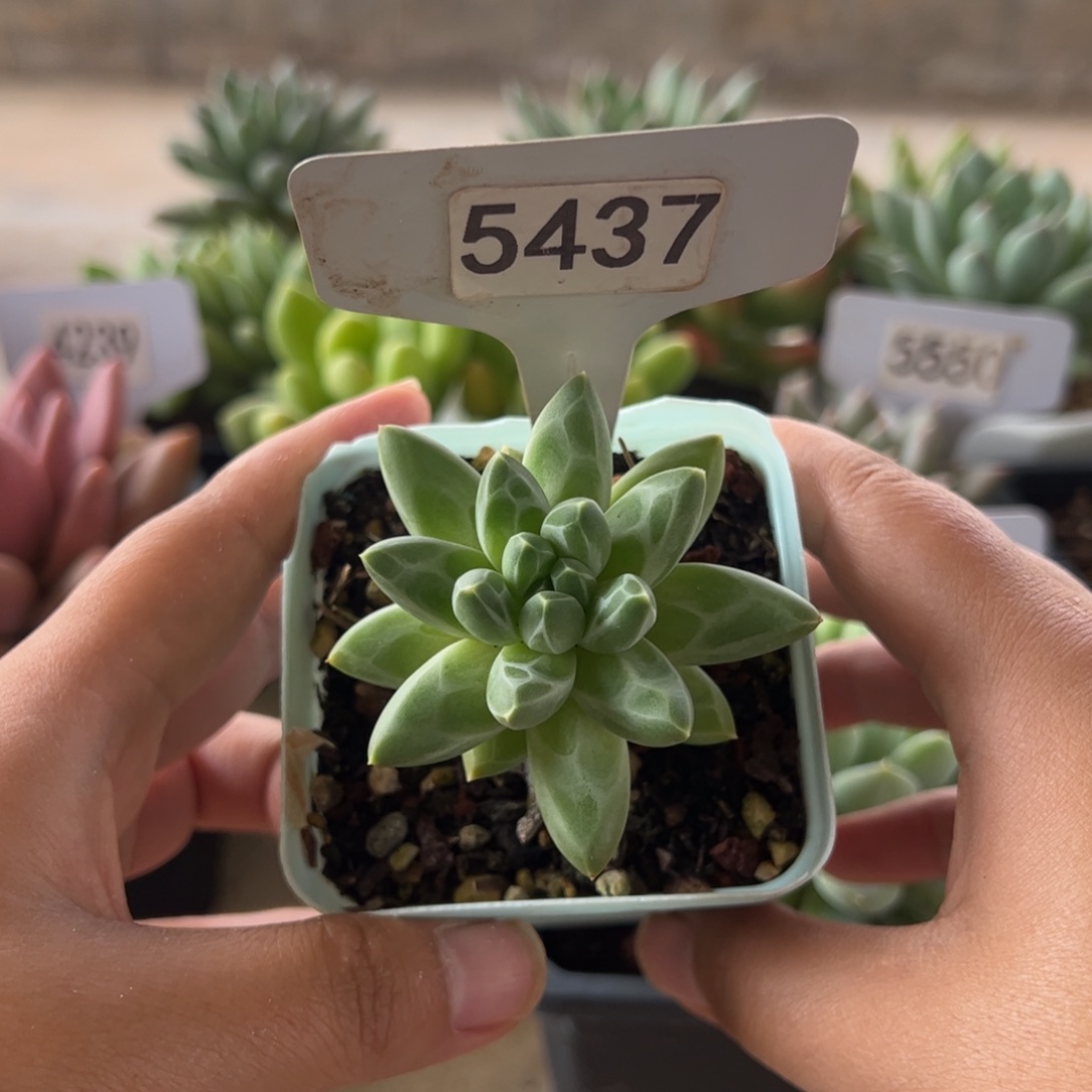 【闪购商品】芒果皮。5437。1111111